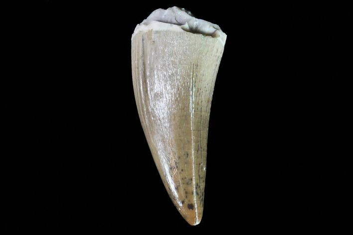 Phytosaur (Machaeroprosopus) Tooth - Arizona #66410